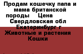 Продам кошечку папа и мама британской породы. › Цена ­ 3 000 - Свердловская обл., Екатеринбург г. Животные и растения » Кошки   